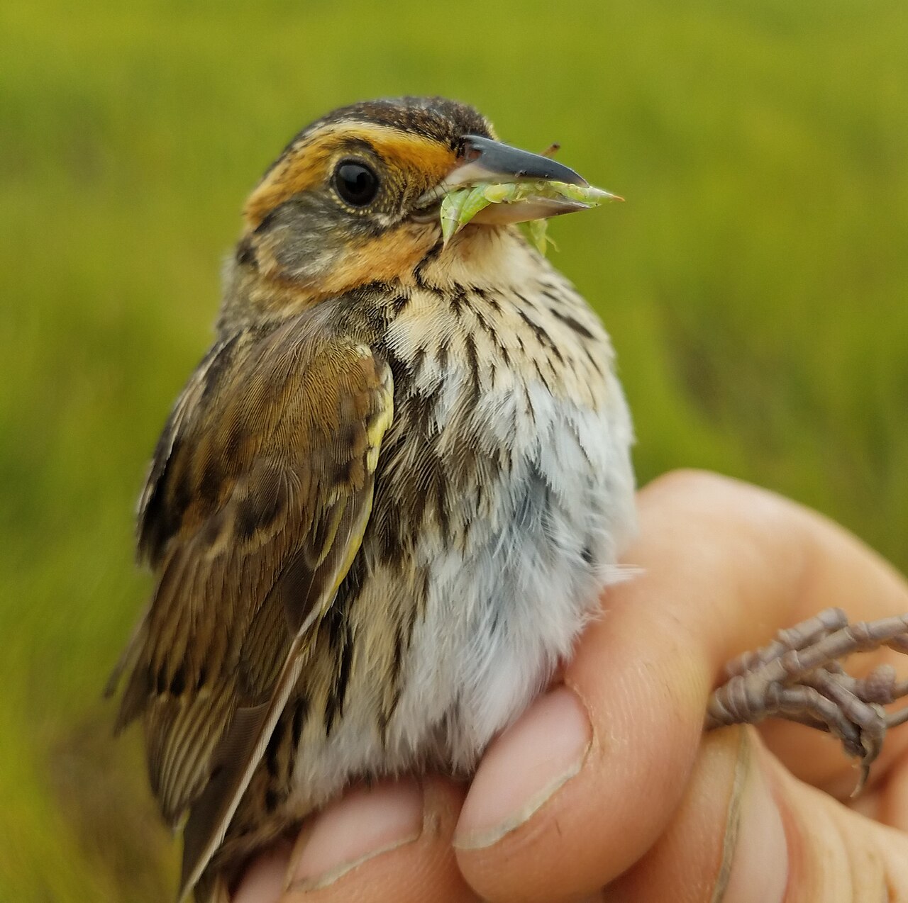 Adult at 14 season